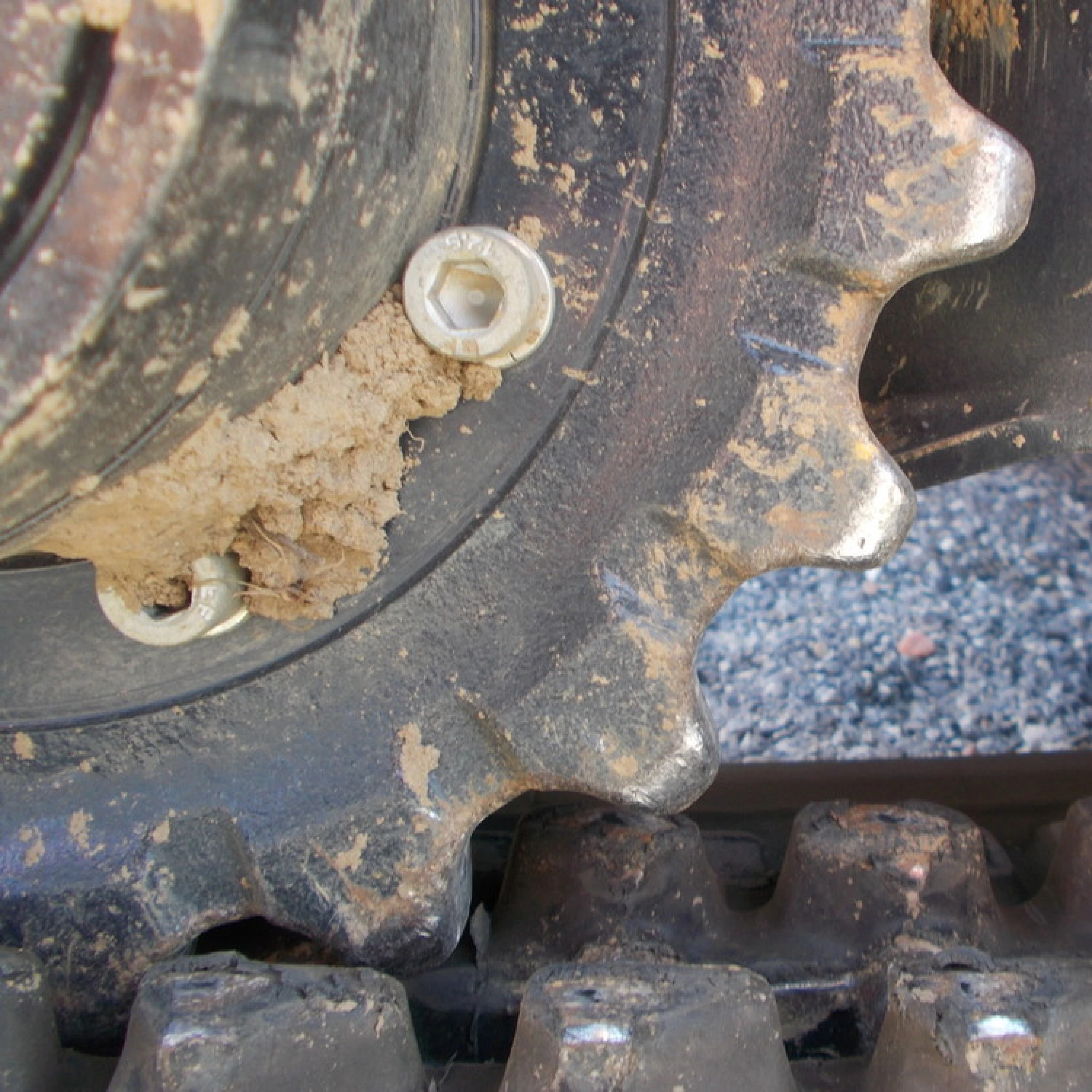 Turas mit runden Zähnen